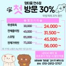 연수동 애견미용 멍티움 말티푸 곰돌이컷 후기