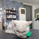 멍이의 품격 이미지