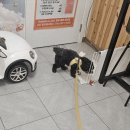 댕댕이의 하루 | [오늘의 꾸에] 꾸에 미용하는 날_호계동_애견미용_댕댕이의하루_서비스_가격_후기