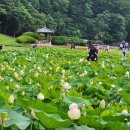 연꽃단지 이미지