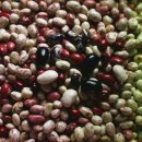 와룡농장 이미지