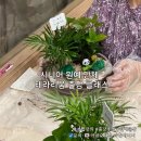 성산노인복지관 장기실 | 성산1동에서 2동까지 효도밥상 어르신 복지 원예 출강 테라리움 수업