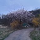 봄이 오나봄 이미지