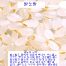 쌀눈쌀이란??