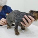 다솜동물메디컬센터 금정점 다솜고양이메디컬센터 고양이중성화후기 2탄 캣초딩 수컷고양이 중성화수술