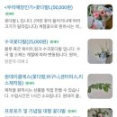 이마트24 대전NC점 | 대전 선화동 꽃집 아모르 24시간 무인 가성비 좋은 꽃집 내돈내산 후기