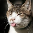 데본냥이 이미지