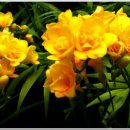 후리지아 이미지