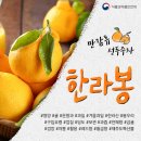 한라봉브로콜리 이미지