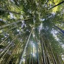 《 월출산 달빛길을 걷다 》 25.11.22 이미지