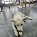 마이리틀프렌드위탁목욕 | [부산애견목욕 마이리틀프렌드 화명점] 첫 위탁목욕 적응?!