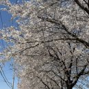 산양교 - 화천군 | 문경 가 볼만 한 곳 벚꽃 명소 숨은 장소 산양교,금양교 벚꽃길