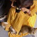 백만 불짜리 고양이 산후 조리원
