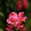베이징4박5일-7편, 북경식물원의 여름 꽃들 이미지