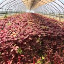 계방산아마란스영농조합법인 | 세종촌빵모임 청주연합회 방문후기