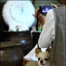 야생화 자수 이미지