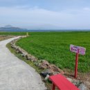 가고픈청보리 이미지