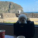 시흥리마을회관 | [제주 동쪽 여행코스] 런던 베이글 뮤지엄 제주 / 프릳츠 제주성산점 / 웰컴투 삼달리 촬영지 , 오조포구