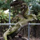사리(신)