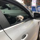 스카이 애견 이미지