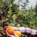 풍림농장 이미지