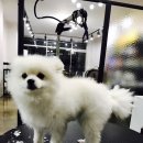 예뻐질개 이미지