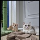 아담스펫 강아지분양 고양이분양 창원점 이미지