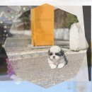 강아지 보호센터 | 마포 유기견보호센터 무료강아지분양 재이용 후기!