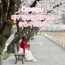 달성주민건강증진센터 | 대구 달성군 용연사 벚꽃길｜한적한 벚꽃 명소 추천 개화상태