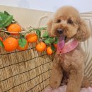 보들살롱 이미지