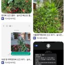 갤주는 양귀비 부갤주는 대마초인 디시 식물갤 유저들 활동기(feat 경찰) 이미지