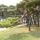 신리할머니 Daum카페