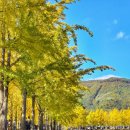 상판저수지(둑 안) | 괴산 문광저수지 은행나무 단풍 실시간 주차 축제