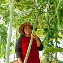 동상농장 이미지