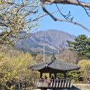 지리산멧돼지관광농원 | 260322_광양매화마을 구례산수유마을 당일치기 버스패키지여행