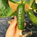 스낵마켓 | 아란 마켓 미니오이, 아삭하고 신선한 스낵오이 제대로 발견!
