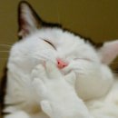 꼬꼬방 Daum카페