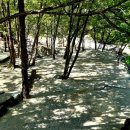 사지목 나무그늘 이미지