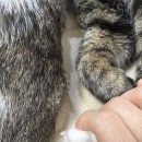 고양이 발톱 깎는 법ㅣ동물병원 출신 간호사의 안전 커팅 가이드 (ft. 퀵 출혈 대처법)