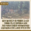 라온폰집 | 제주 하례 고살리숲 숲밧줄놀이 체험 후기, 아이와 함께한 특별한 2시간