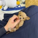 데일리독 의정부강아지분양 애견분양 이미지