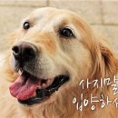 댕기머리 이미지