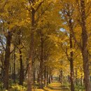 창녕-영산-영산센터-01 | 대구 근교 은행나무 명소 4곳 추천 창녕 은행나무