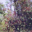 엽차엽차 이미지