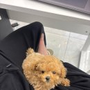 개린이집 강아지분양 고양이분양 전주본점 | 🩵 전주강아지무료분양 실제후기 | 개린이집에서 만난 우리 복실이 이야기 🩵