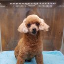 우장동물병원 이미지