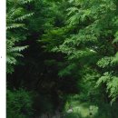 제2회 ‘숲의響然_자연의소리’_기획 이야기: 木花壇 이미지