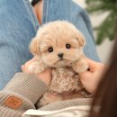 소화유치원 | 광주강아지분양 마음이 담긴