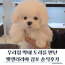 나라애견본점 | 김포 풍무동 펫갤러리아 김포본점 비숑 분양받은 후기