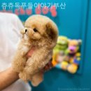 츄츄독 푸들이야기 부산 강아지분양 이미지